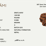 3 Mukhi Rudraksha (Govt. Lab Certified, Nepal Origin)