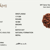 7 Mukhi Rudraksha | Govt. Lab Certified, Nepal Origin