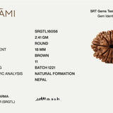 11 Mukhi Rudraksha | Govt. Lab Certified, Nepal Origin
