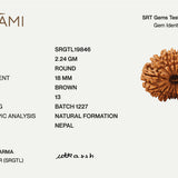 13 Mukhi Rudraksha | Govt. Lab Certified, Nepal Origin