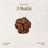 3 Mukhi Rudraksha (Certified, Nepal Origin)