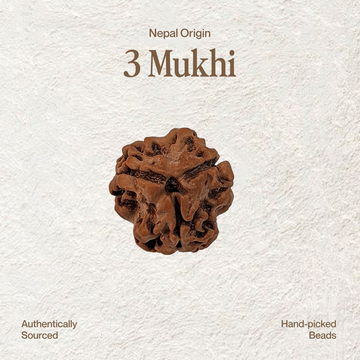3 Mukhi Rudraksha (Govt. Lab Certified, Nepal Origin)
