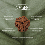 3 Mukhi Rudraksha (Certified, Nepal Origin)
