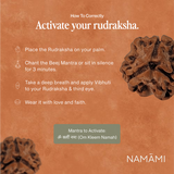 3 Mukhi Rudraksha (Certified, Nepal Origin)