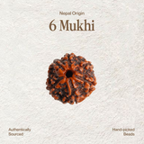 6 Mukhi Rudraksha | Certified, Nepal Origin