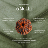 6 Mukhi Rudraksha | Certified, Nepal Origin
