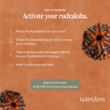 6 Mukhi Rudraksha | Certified, Nepal Origin