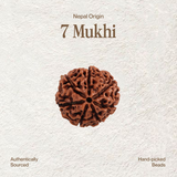 7 Mukhi Rudraksha | Certified, Nepal Origin