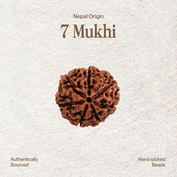 7 Mukhi Rudraksha | Govt. Lab Certified, Nepal Origin