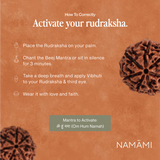 7 Mukhi Rudraksha | Certified, Nepal Origin