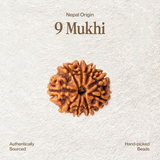 9 Mukhi Rudraksha | Certified, Nepal Origin
