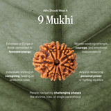 9 Mukhi Rudraksha | Certified, Nepal Origin