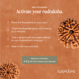 9 Mukhi Rudraksha | Certified, Nepal Origin