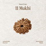11 Mukhi Rudraksha | Certified, Nepal Origin