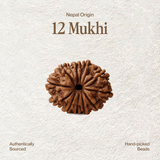 12 Mukhi Rudraksha | Certified, Nepal Origin