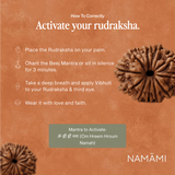 12 Mukhi Rudraksha | Certified, Nepal Origin