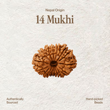 14 Mukhi Rudraksha | Certified, Nepal Origin