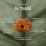 14 Mukhi Rudraksha | Certified, Nepal Origin