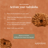 14 Mukhi Rudraksha | Certified, Nepal Origin