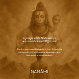 14 Mukhi Rudraksha | Certified, Nepal Origin