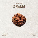 2 Mukhi Rudraksha | Certified, Nepal Origin