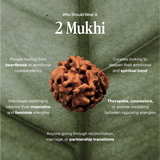 2 Mukhi Rudraksha | Certified, Nepal Origin