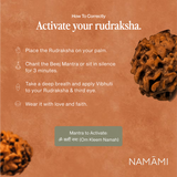 2 Mukhi Rudraksha | Certified, Nepal Origin