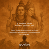 2 Mukhi Rudraksha | Certified, Nepal Origin