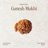 Ganesh Mukhi Rudraksha | Nepal Origin, Lab Certified