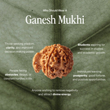Ganesh Mukhi Rudraksha | Nepal Origin, Lab Certified