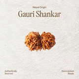 Gauri Shankar Rudraksha | Lab Certified, Nepal Origin