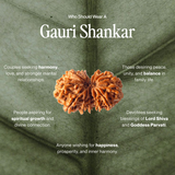Gauri Shankar Rudraksha | Lab Certified, Nepal Origin