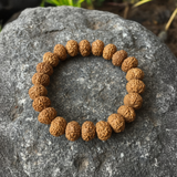 7 Mukhi Rudraksha Bracelet | 12mm