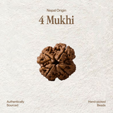 4 Mukhi Rudraksha | Certified, Nepal Origin