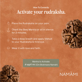 4 Mukhi Rudraksha | Certified, Nepal Origin