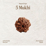 5 Mukhi Rudraksha | Certified, Nepal Origin