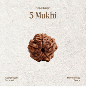 Nepali Rudraksha with Chain