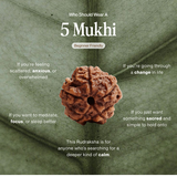5 Mukhi Rudraksha | Certified, Nepal Origin