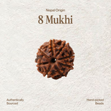 8 Mukhi Rudraksha | Certified, Nepal Origin