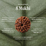 8 Mukhi Rudraksha | Certified, Nepal Origin