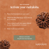 8 Mukhi Rudraksha | Certified, Nepal Origin