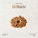 13 Mukhi Rudraksha | Certified, Nepal Origin