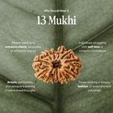 13 Mukhi Rudraksha | Certified, Nepal Origin