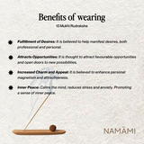 13 Mukhi Rudraksha | Certified, Nepal Origin