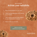 13 Mukhi Rudraksha | Certified, Nepal Origin