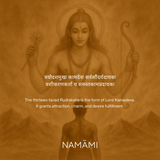 13 Mukhi Rudraksha | Certified, Nepal Origin