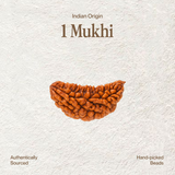1 Mukhi Rudraksha | Certified