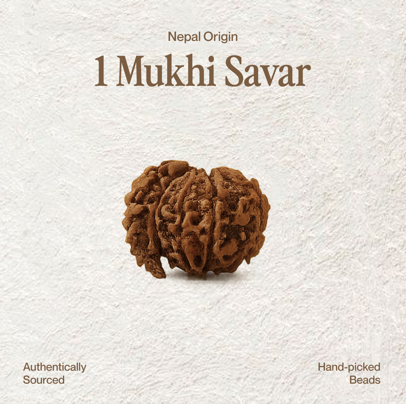1 Mukhi Rudraksha | Certified
