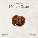 1 Mukhi Rudraksha | Certified